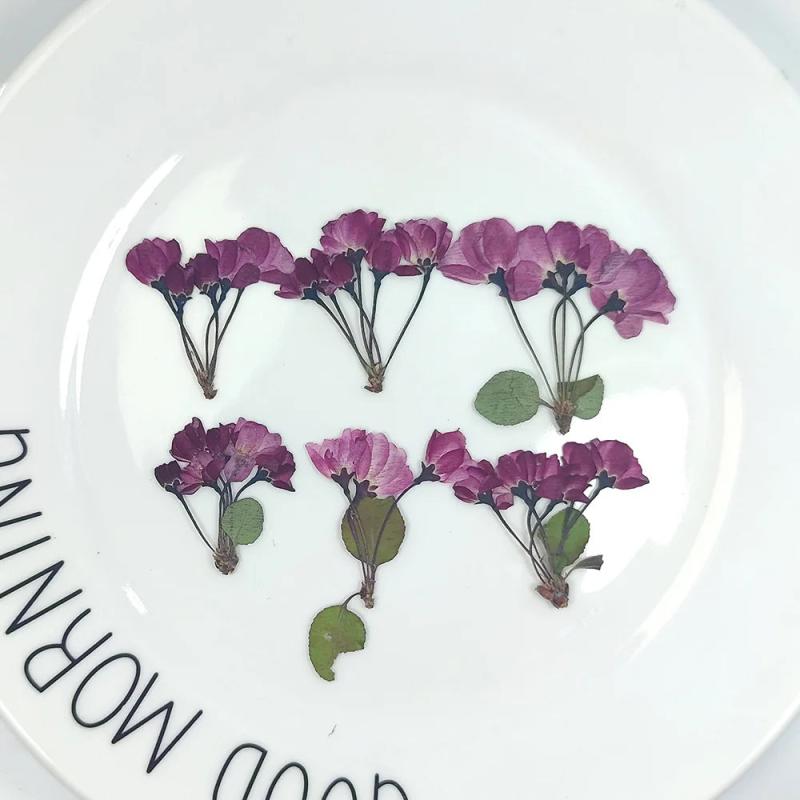 12pcs Natural Begonia Dried Pressed Flower Leaves for Epoxy Resin Pendant