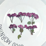 12pcs Natural Begonia Dried Pressed Flower Leaves for Epoxy Resin Pendant