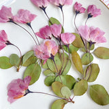 12pcs Natural Begonia Dried Pressed Flower Leaves for Epoxy Resin Pendant
