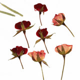Dried Cherry Flower for DIY Art Craft Resin Candle Soap