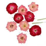 Dried Cherry Flower for DIY Art Craft Resin Candle Soap