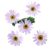 Dried Cherry Flower for DIY Art Craft Resin Candle Soap