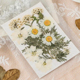 Dried Pressed Flower for DIY Crafts  Aromatherapy Candle Resin Nail Art