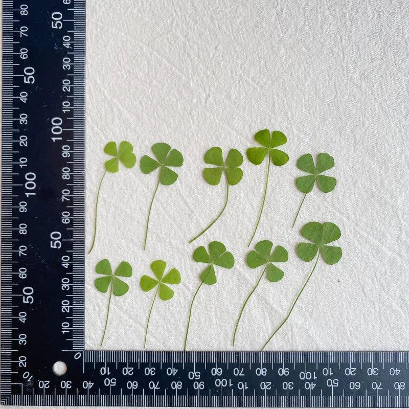24pcs Dried Four Leaf Clover For Resin Jewelry Nail Art DIY