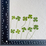 24pcs Dried Four Leaf Clover For Resin Jewelry Nail Art DIY