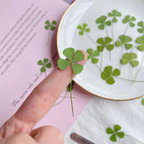 24pcs Dried Four Leaf Clover For Resin Jewelry Nail Art DIY