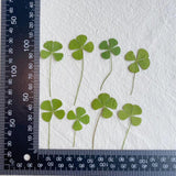 24pcs Dried Four Leaf Clover For Resin Jewelry Nail Art DIY