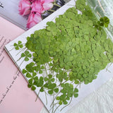 24pcs Dried Four Leaf Clover For Resin Jewelry Nail Art DIY