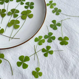 24pcs Dried Four Leaf Clover For Resin Jewelry Nail Art DIY