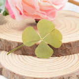 24pcs Dried Four Leaf Clover For Resin Jewelry Nail Art DIY