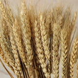 100pcs Wheat Bunch Dried Flower Bouquet Wedding Decor DIY Props