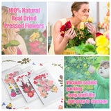 Natural Dried Flower UV Resin Sticker DIY Epoxy Filling Materials