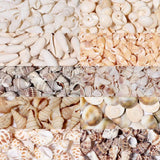 Natural Conch Shell No Holes Flower Snail Snow Shell Jewelry Making Props