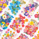 40pcs Colorful Dried Flowers Natural Plant Pressed Flower Specimen