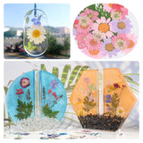 40pcs Colorful Dried Flowers Natural Plant Pressed Flower Specimen