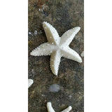 Sea Conch Starfish Shell Silicone Cake Mold