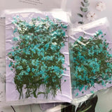 Real Pressed Dried Gypsophila Flowers 12PCS DIY Resin Jewelry Phone Case