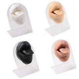 3D Silicone Mouth Model for Piercing Jewelry Display