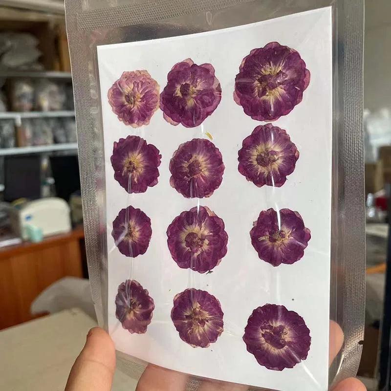 Real Natural Pressed Dried Roses Flowers Heads for DIY Crafts