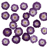 Real Natural Pressed Dried Roses Flowers Heads for DIY Crafts