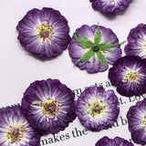 Real Natural Pressed Dried Roses Flowers Heads for DIY Crafts