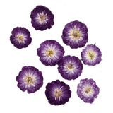Real Natural Pressed Dried Roses Flowers Heads for DIY Crafts