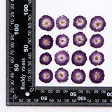 Real Natural Pressed Dried Roses Flowers Heads for DIY Crafts