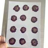Real Natural Pressed Dried Roses Flowers Heads for DIY Crafts