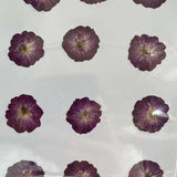 Real Natural Pressed Dried Roses Flowers Heads for DIY Crafts
