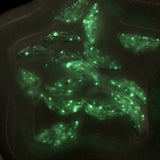 Glow Leaf Pendant Feather Beads for DIY Jewelry Making