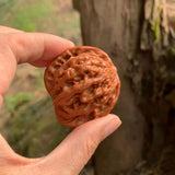 Natural Walnut Bracelet Crystal Gift Woman Round Beads Jewelry