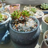 Natural Colorful Stone Fish Landscape Stone Rain Flower Stone Turtle Tank Bottom