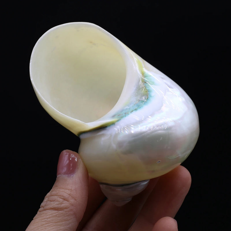 Natural Conch Snail Hermit Crab Replacement Shells Fish Tank Decor