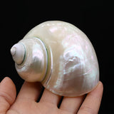 Natural Conch Snail Hermit Crab Replacement Shells Fish Tank Decor