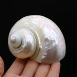 Natural Conch Snail Hermit Crab Replacement Shells Fish Tank Decor