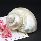 Natural Conch Snail Hermit Crab Replacement Shells Fish Tank Decor
