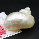 Natural Conch Snail Hermit Crab Replacement Shells Fish Tank Decor