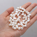 Freshwater Partial Pore Regeneration Bead Spacer Beads for Jewelry Making