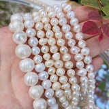 Freshwater Pearl Beaded High Round Shape Loose Beads for Jewelry DIY