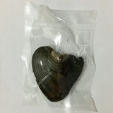 Natural Mussel Vacuum-pack Oyster 6-8 MM Single Pearl 3 Colors