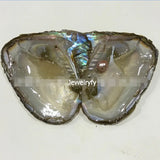 Natural Mussel Vacuum-pack Oyster 6-8 MM Single Pearl 3 Colors