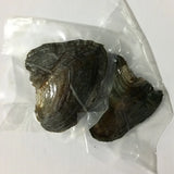 Natural Mussel Vacuum-pack Oyster 6-8 MM Single Pearl 3 Colors