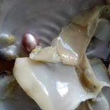 Natural Mussel Vacuum-pack Oyster 6-8 MM Single Pearl 3 Colors