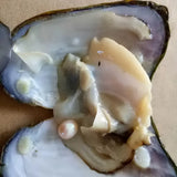 Natural Mussel Vacuum-pack Oyster 6-8 MM Single Pearl 3 Colors