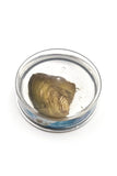 Natural Oyster Fresh Water Pearl Necklace - Mysterious Surprise Gift Of Love