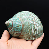 Sea Shell Conch Snail Hermit Crab Rolled Shellfish Jewelry 80x80 mm