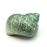 Sea Shell Conch Snail Hermit Crab Rolled Shellfish Jewelry 80x80 mm