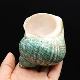 Sea Shell Conch Snail Hermit Crab Rolled Shellfish Jewelry 80x80 mm
