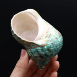 Sea Shell Conch Snail Hermit Crab Rolled Shellfish Jewelry 80x80 mm