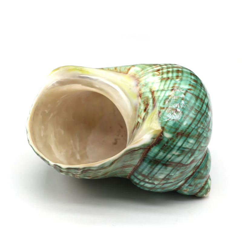 Sea Shell Conch Snail Hermit Crab Rolled Shellfish Jewelry 80x80 mm